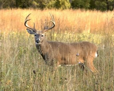 Deer