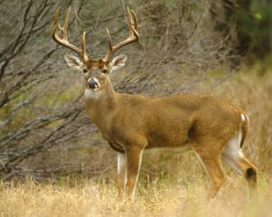 Deer