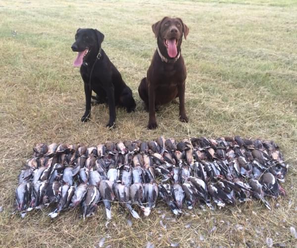 Dove Hunting