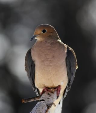 Dove Hunting 
