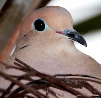 Dove Hunting 