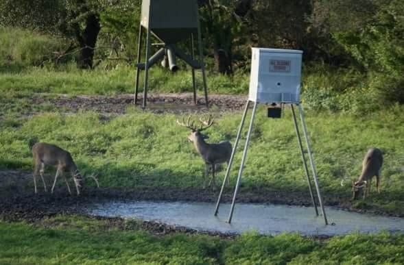 Deers
