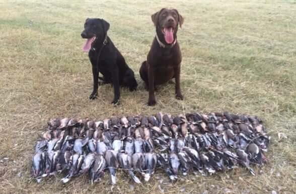 Dogs and birds
